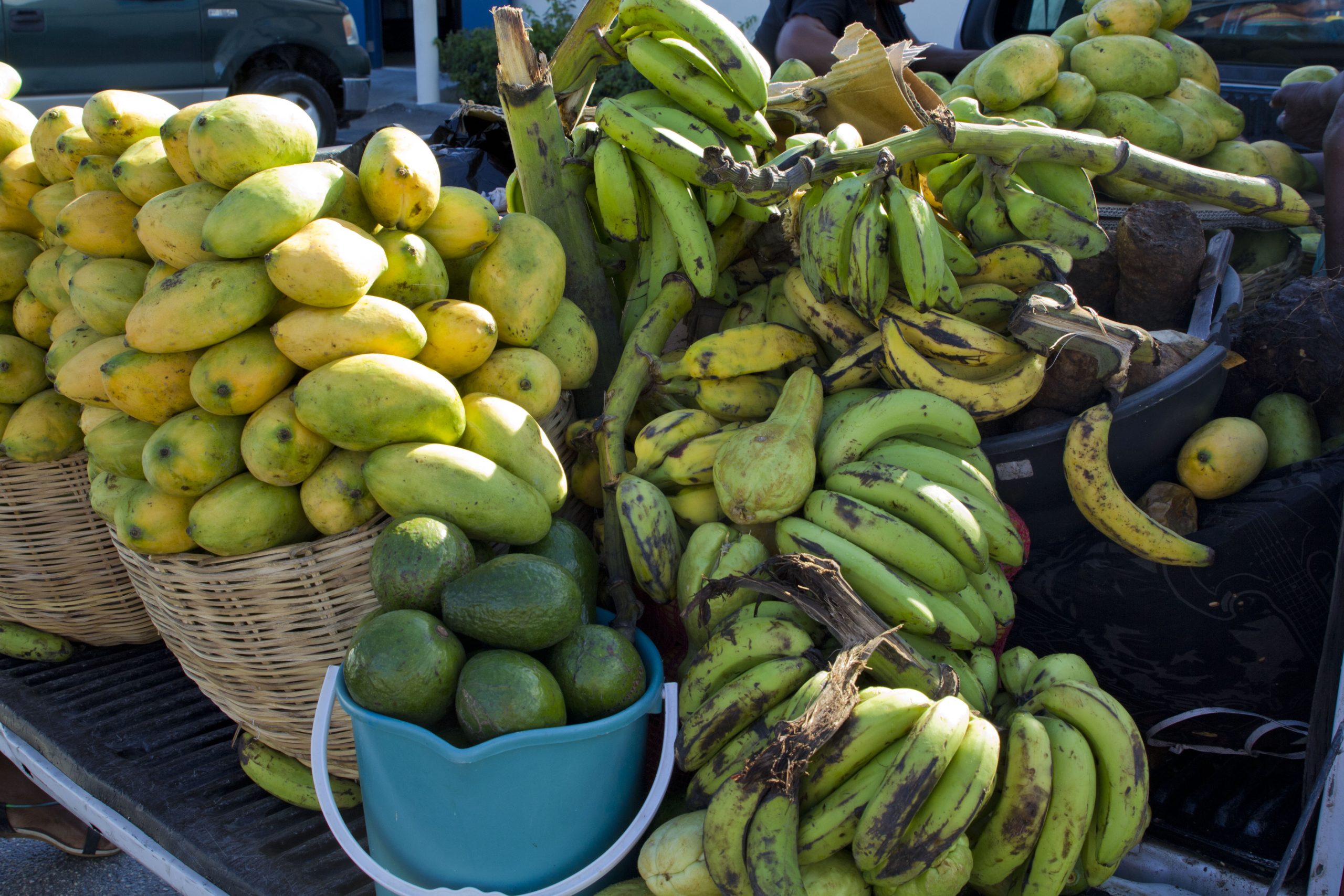 The Haitian Mango is in Season