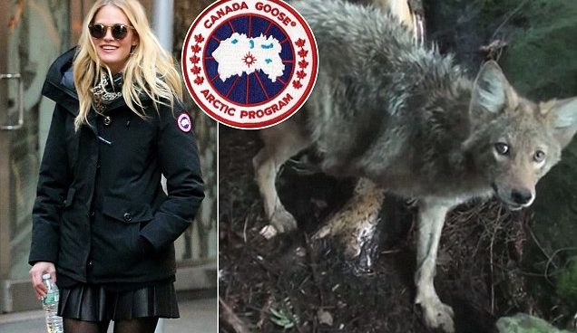 The Real Cost of Canada Goose Jackets