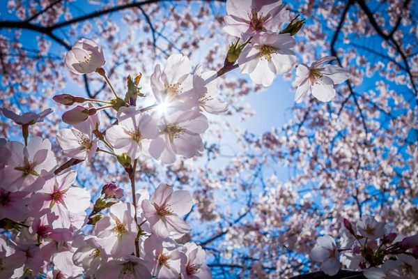 Cherry Blossom Season