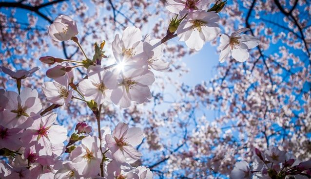 Cherry Blossom Season